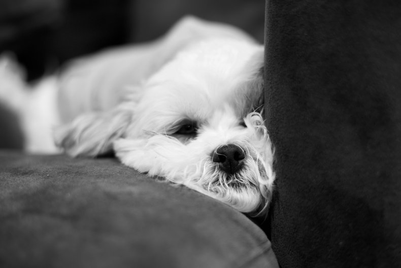Shichon