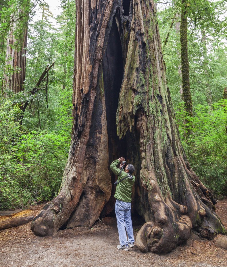 A hiker photographs a Coast Redwood tree.