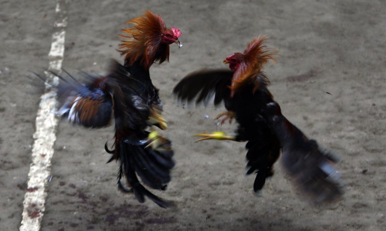 Cockfighting, Florida 