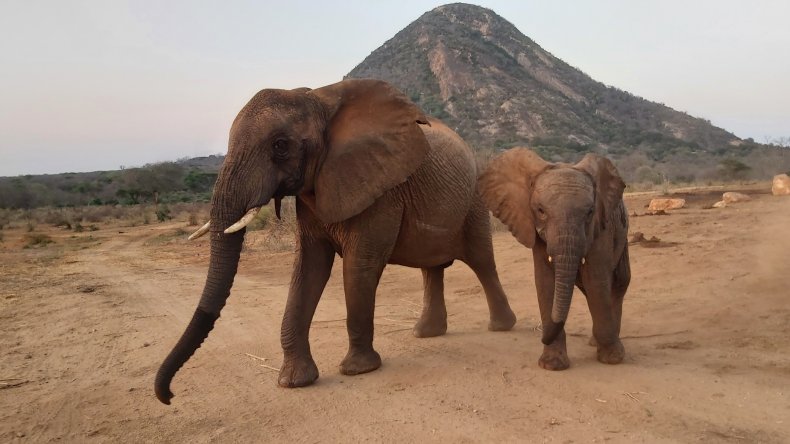 Sunyei and Siku