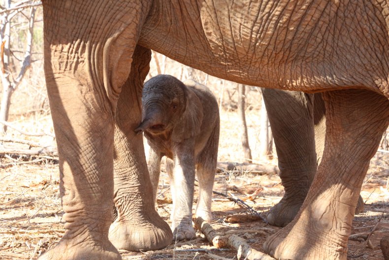 Siku after her birth