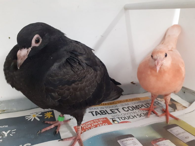 Pinky and Jet doves