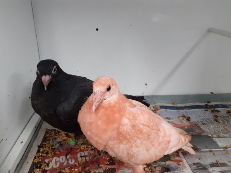 Pinky with Jet