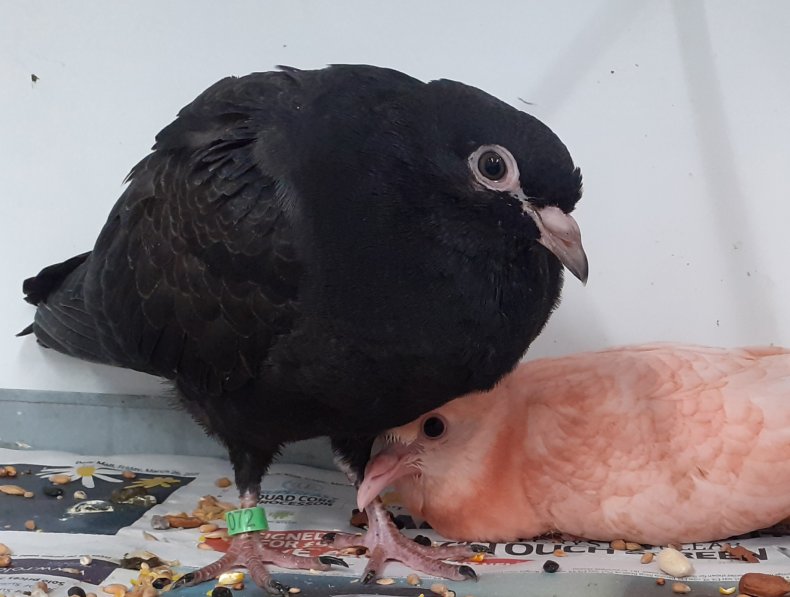Pinky snuggled with Jet