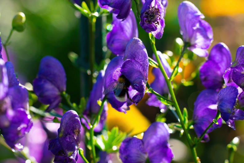 Purple flowers seen on a wolfsbane plant.
