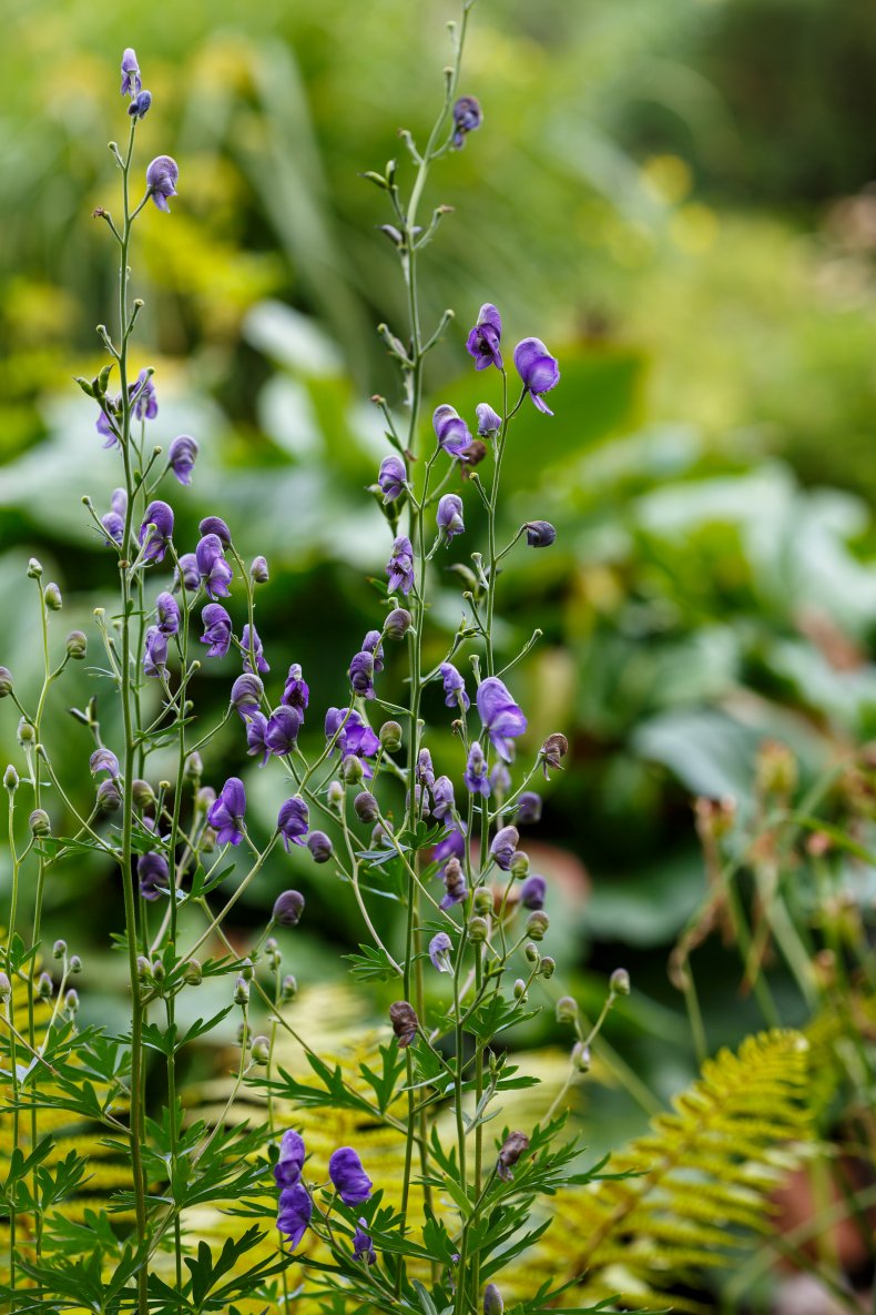 Leave and flowers on a wolfsbane plant.