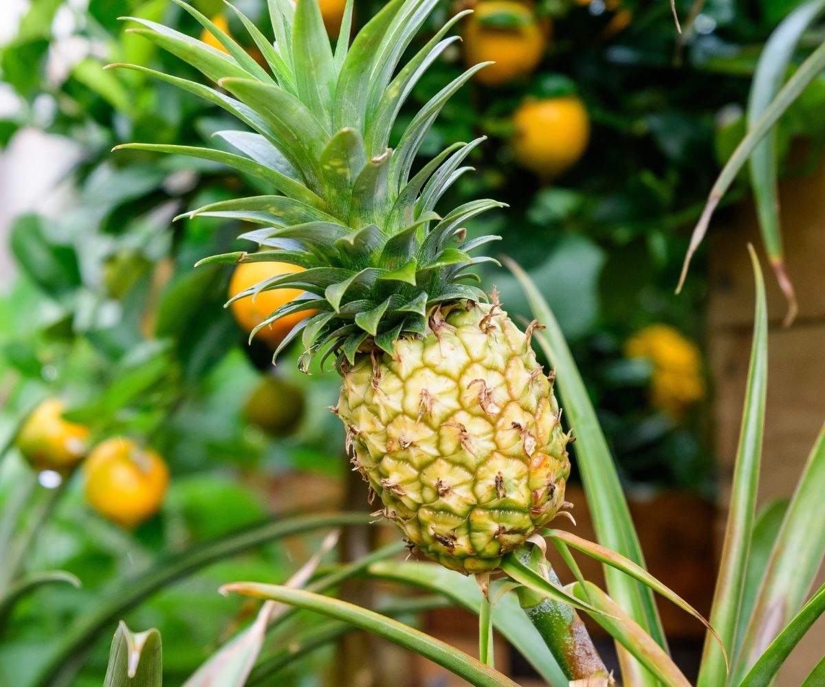 How Do Pineapples Grow Exactly Tips To Germinate The Tropical Fruit Newsweek