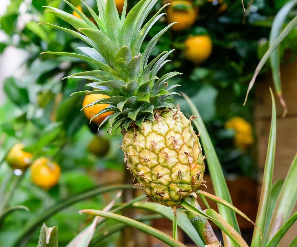 Pineapple Fruit Plant