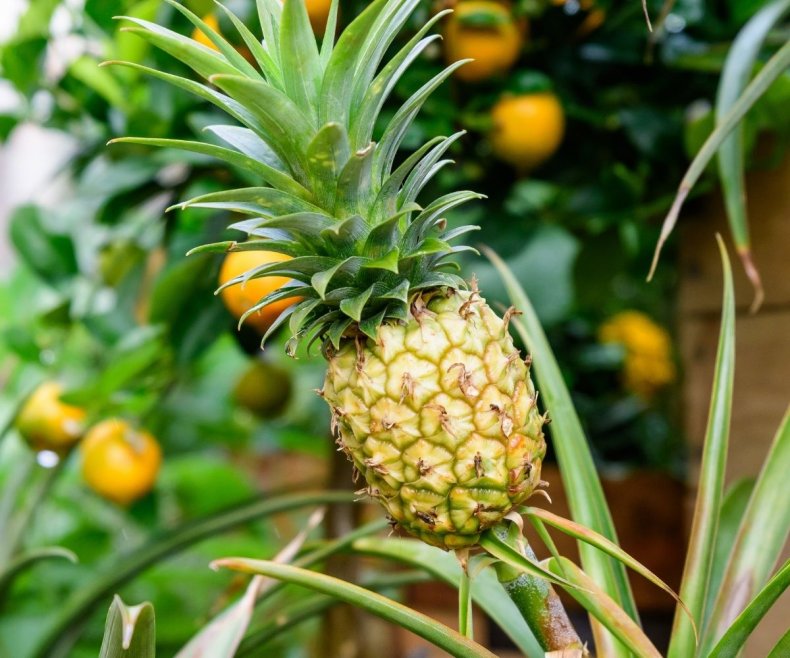 A pineapple growing in a garden