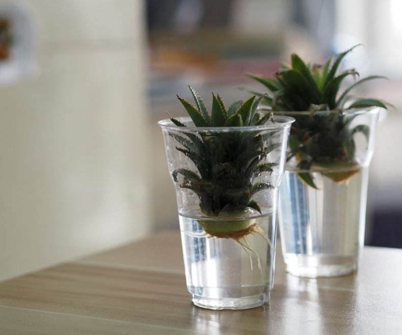 Pineapple growing in a glass