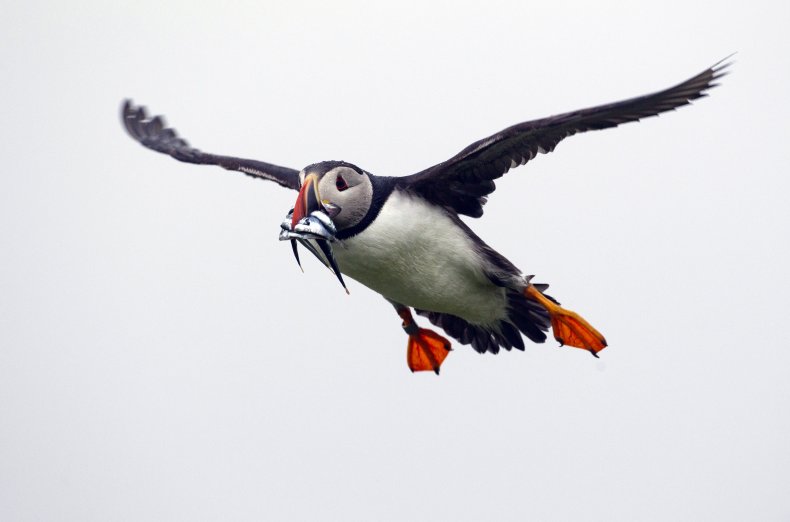 Decline in Puffin Chicks Being Raised