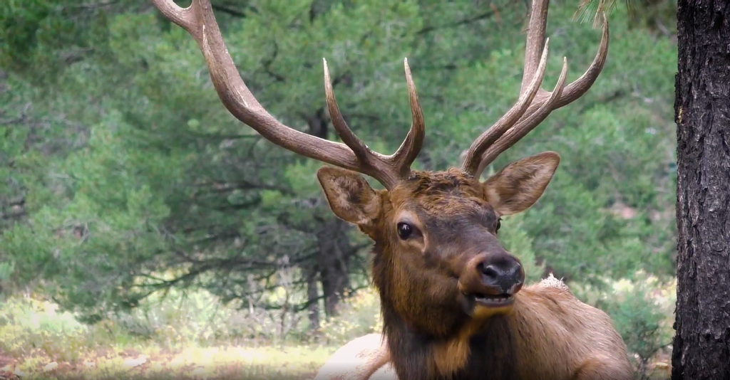 Video Sleeping Male Elk Perks Up After Hearing Female S Mating Call Newsweek