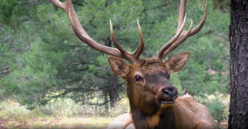 Rocky Mountain Elk mating 