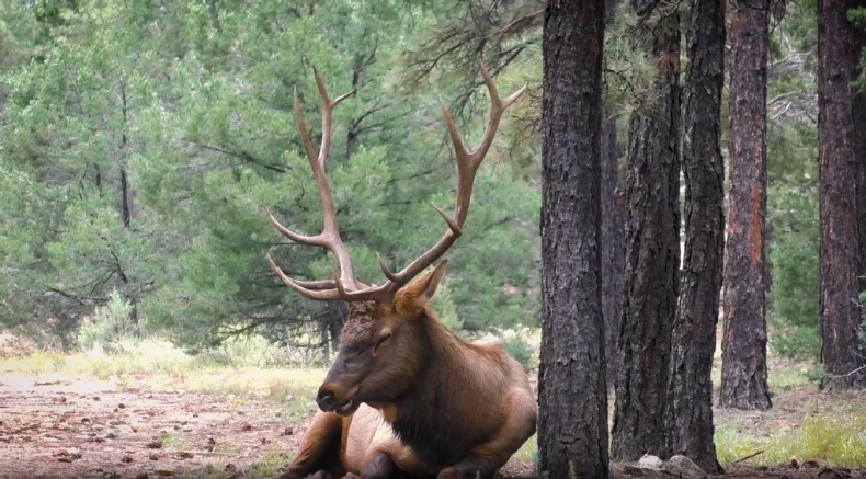 Mating Elk 