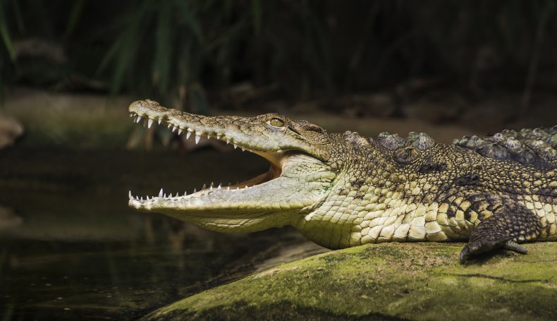 Crocodile Eats 8 year old girl 