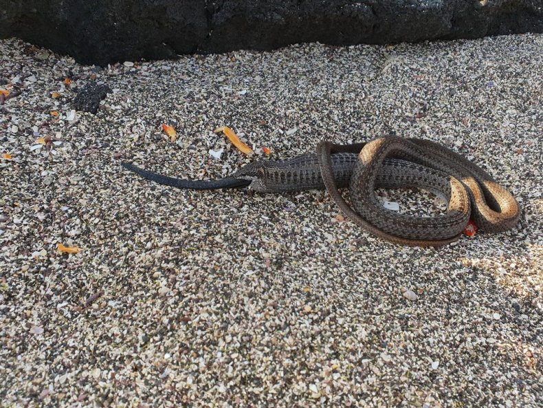 Snake in Galápagos