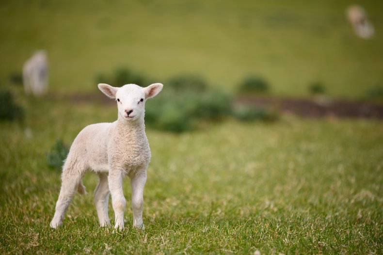 Australian lamb