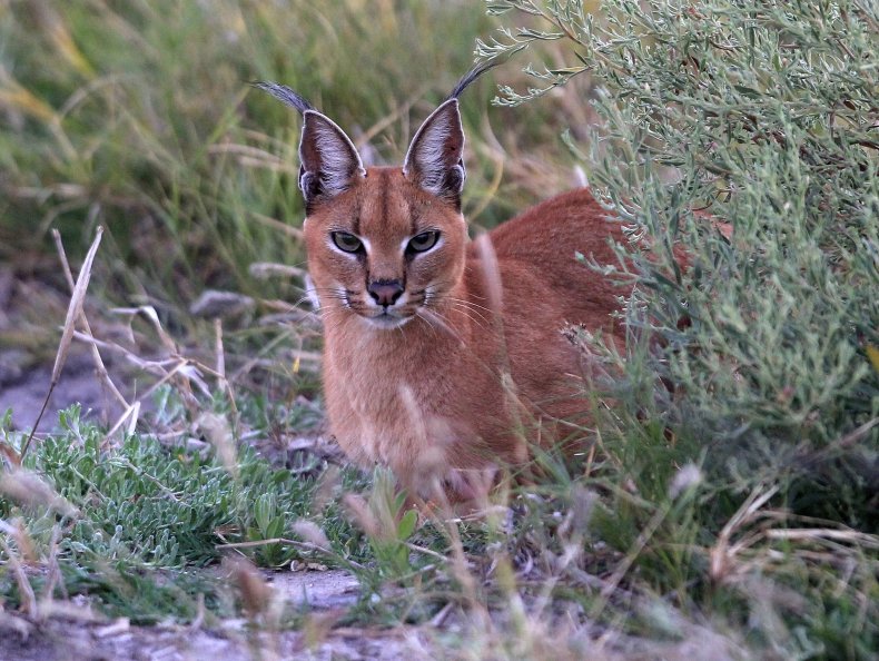 Chat Africain Caracal