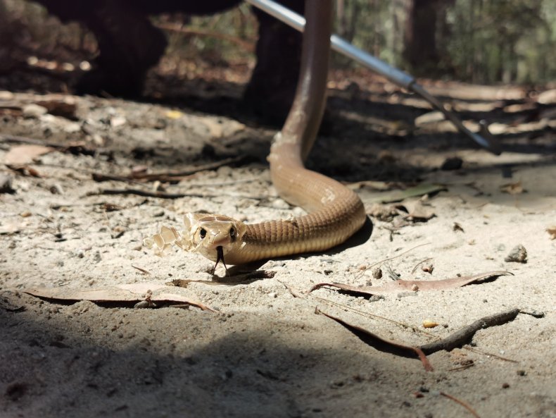 The Eastern Brown Snake Fuller captured.