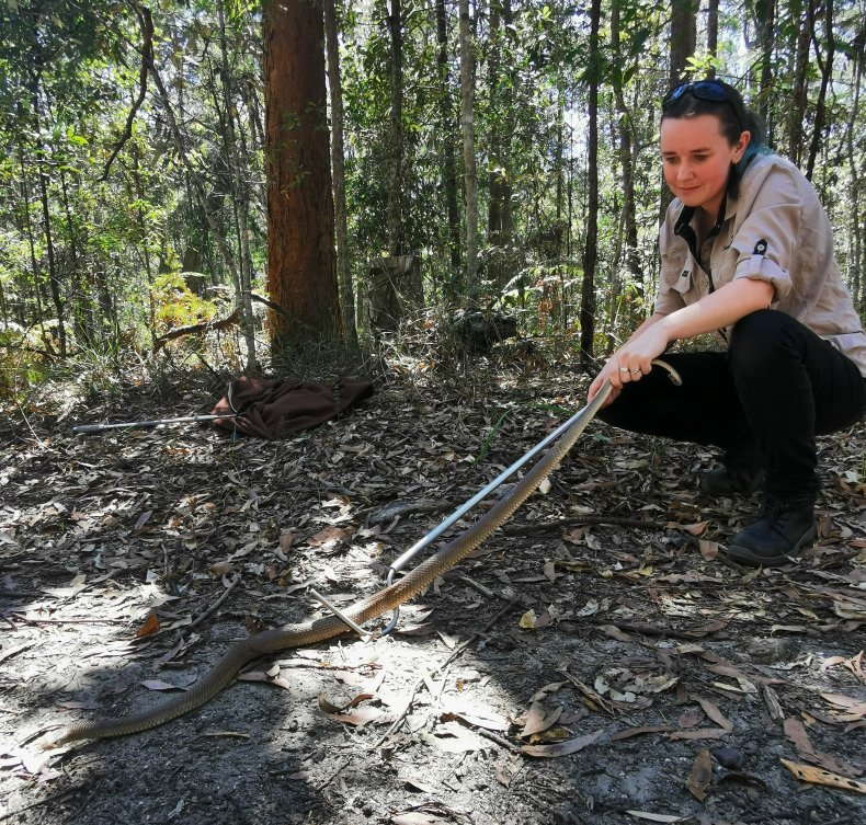 Dimity Maxfield and the eastern brown snake.