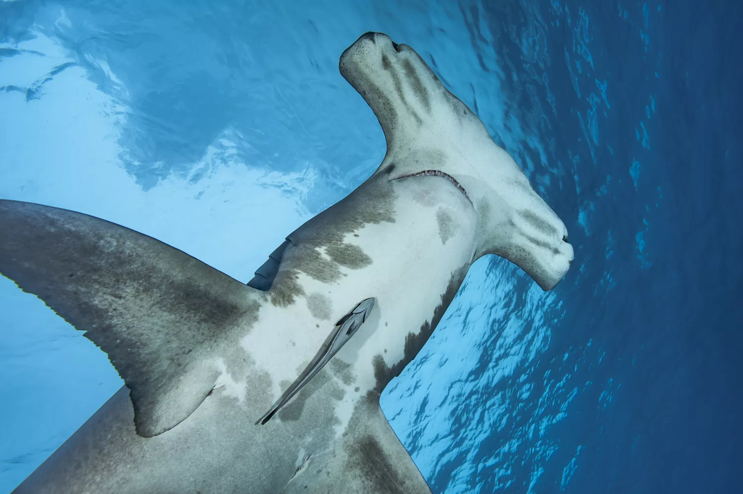 邦楽 Hammer Head Shark BYE MY NAKED 邦楽 Hammer Head Shark - BYE MY NAKED Hammer Head Shark