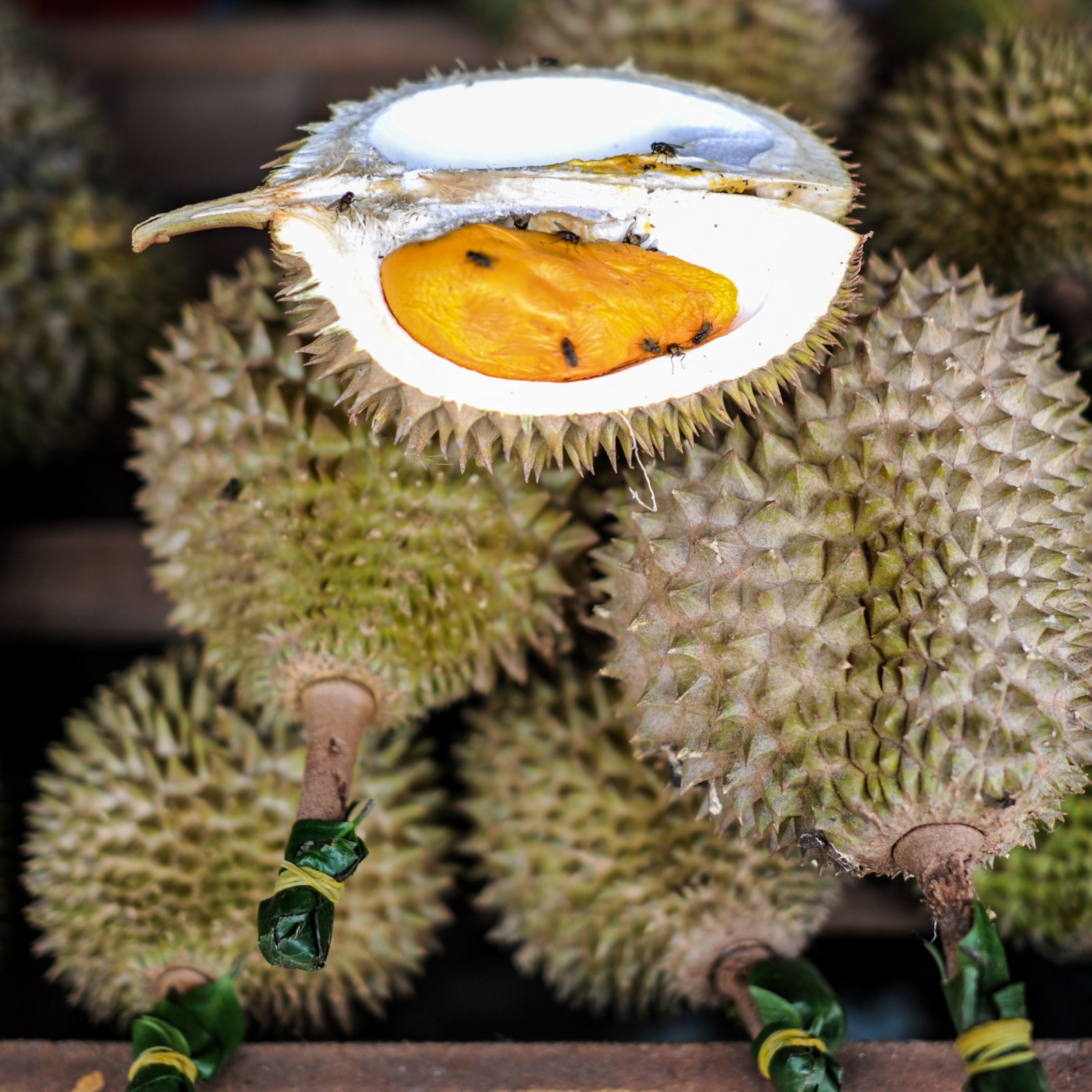 durian essay