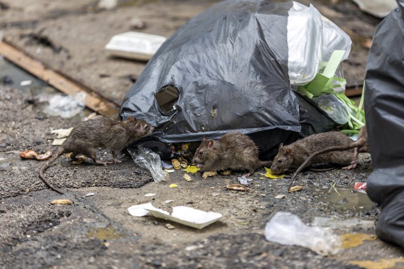 Record number of rat borne illness NYC