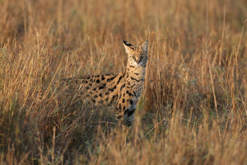 Kenyan Safari Serval