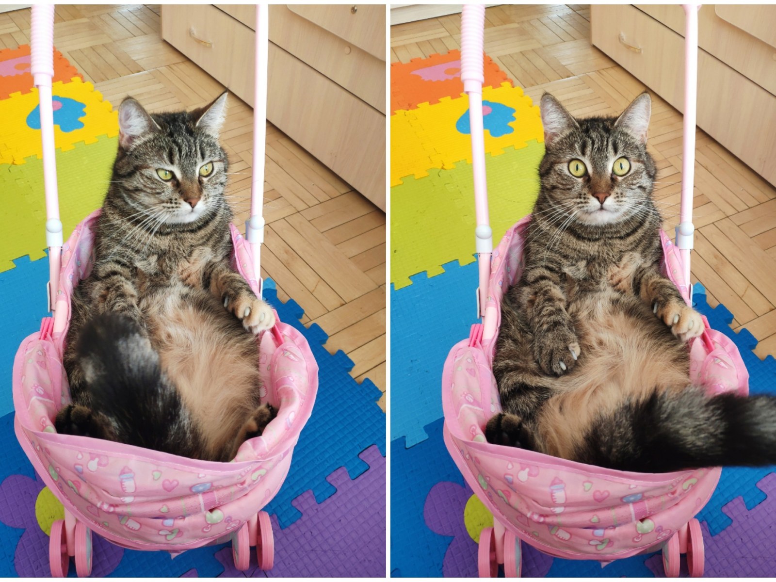 Chonky' Cat Sits Like a Human in Baby Bouncer After Claiming Toy As His Own