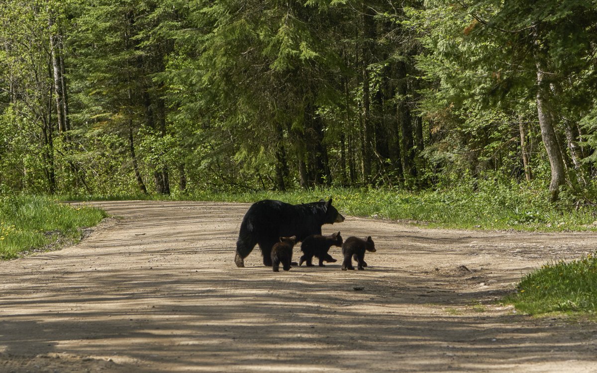 Black bear and two cubs in Minnesota