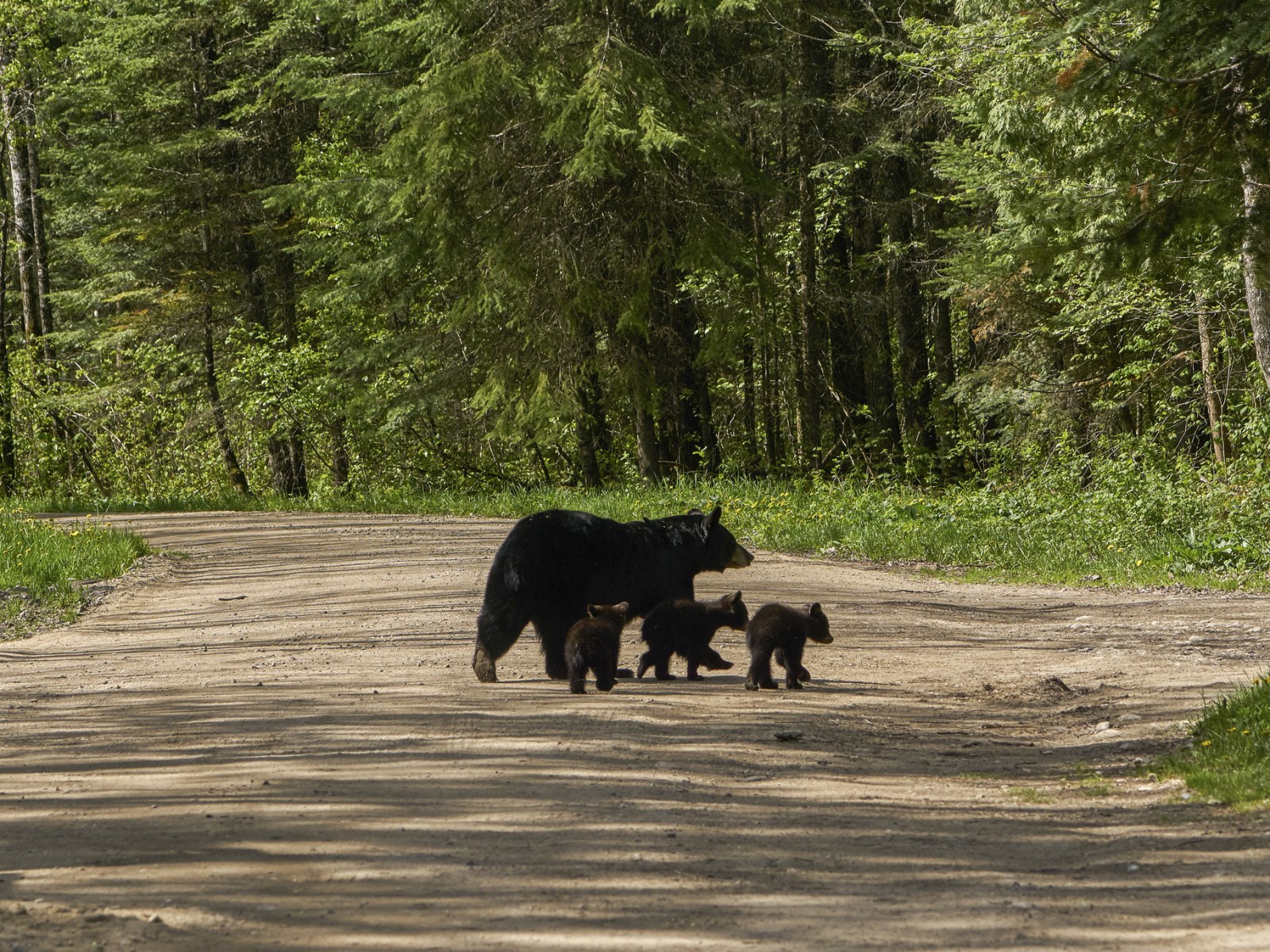 Mother Bear And Cubs Found Under, 3 Bears Landscaping Mn