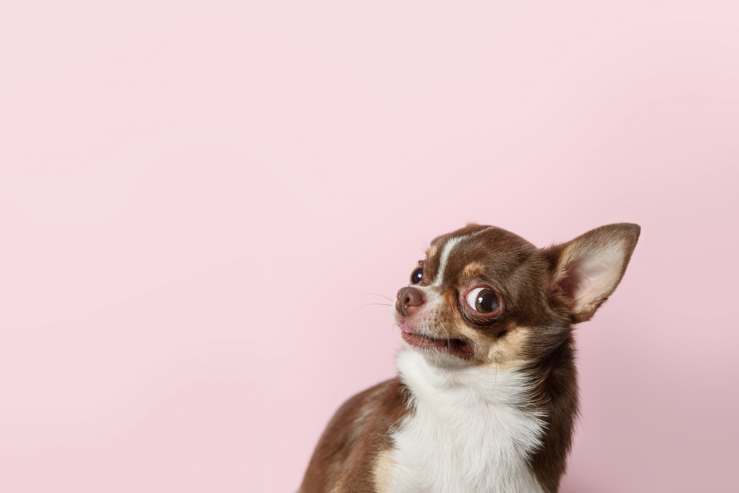 Optical Illusion of Dog in Window is Confusing the Internet Optical Illusion of Dog in Window is Confusing the Internet