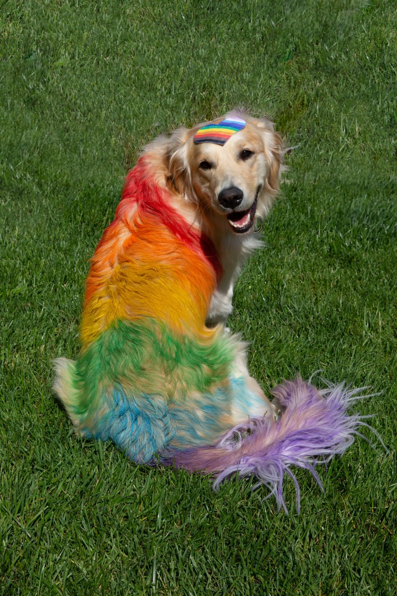 A dog with rainbow dyed hair.