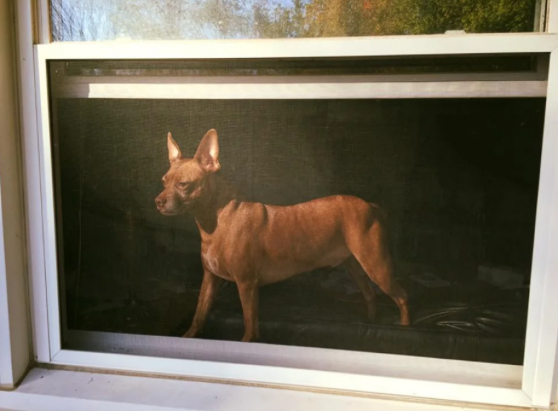 Dog