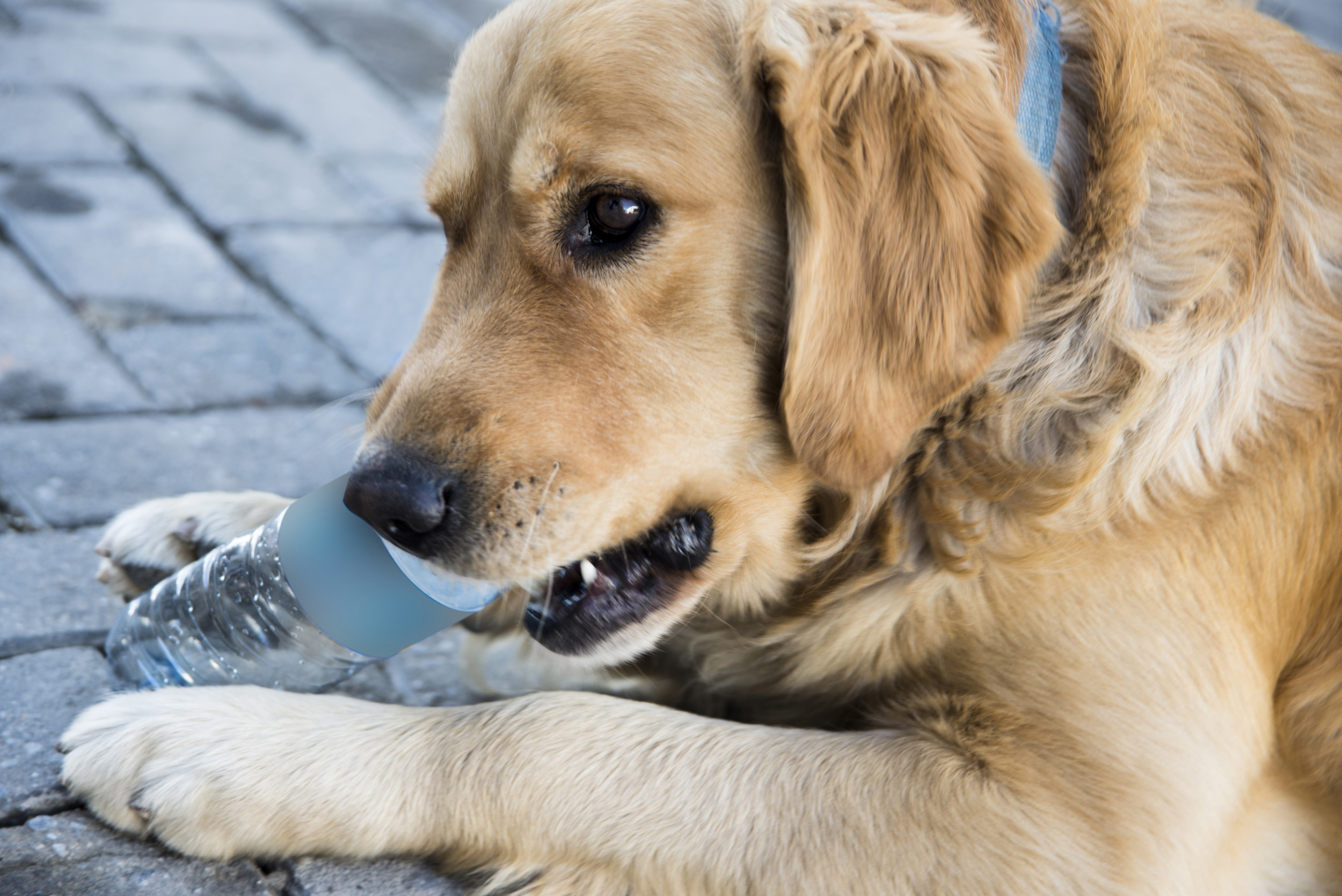 Golden retriever water bottle sale