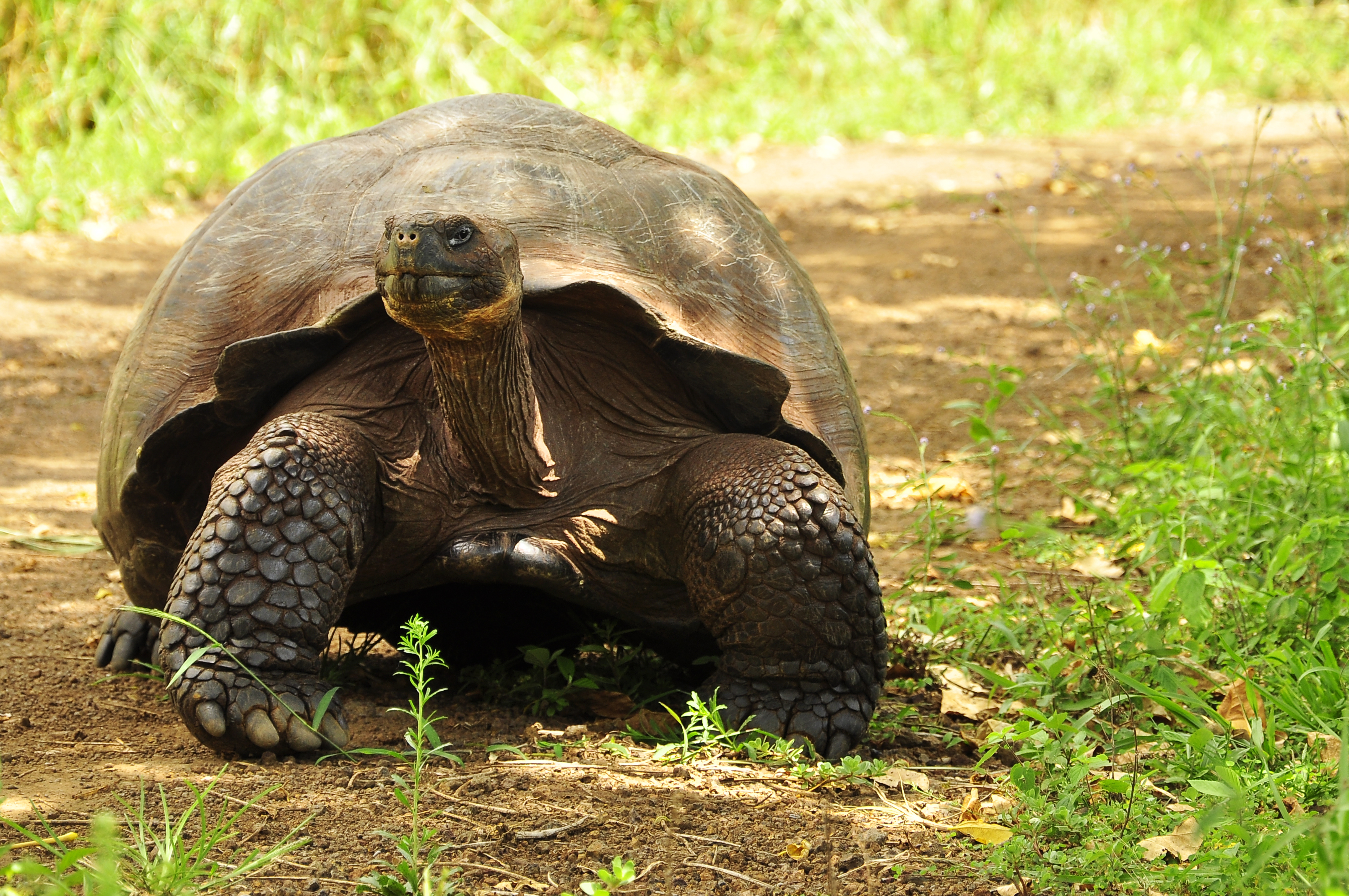 15 giant Galápagos tortoises found slaughtered