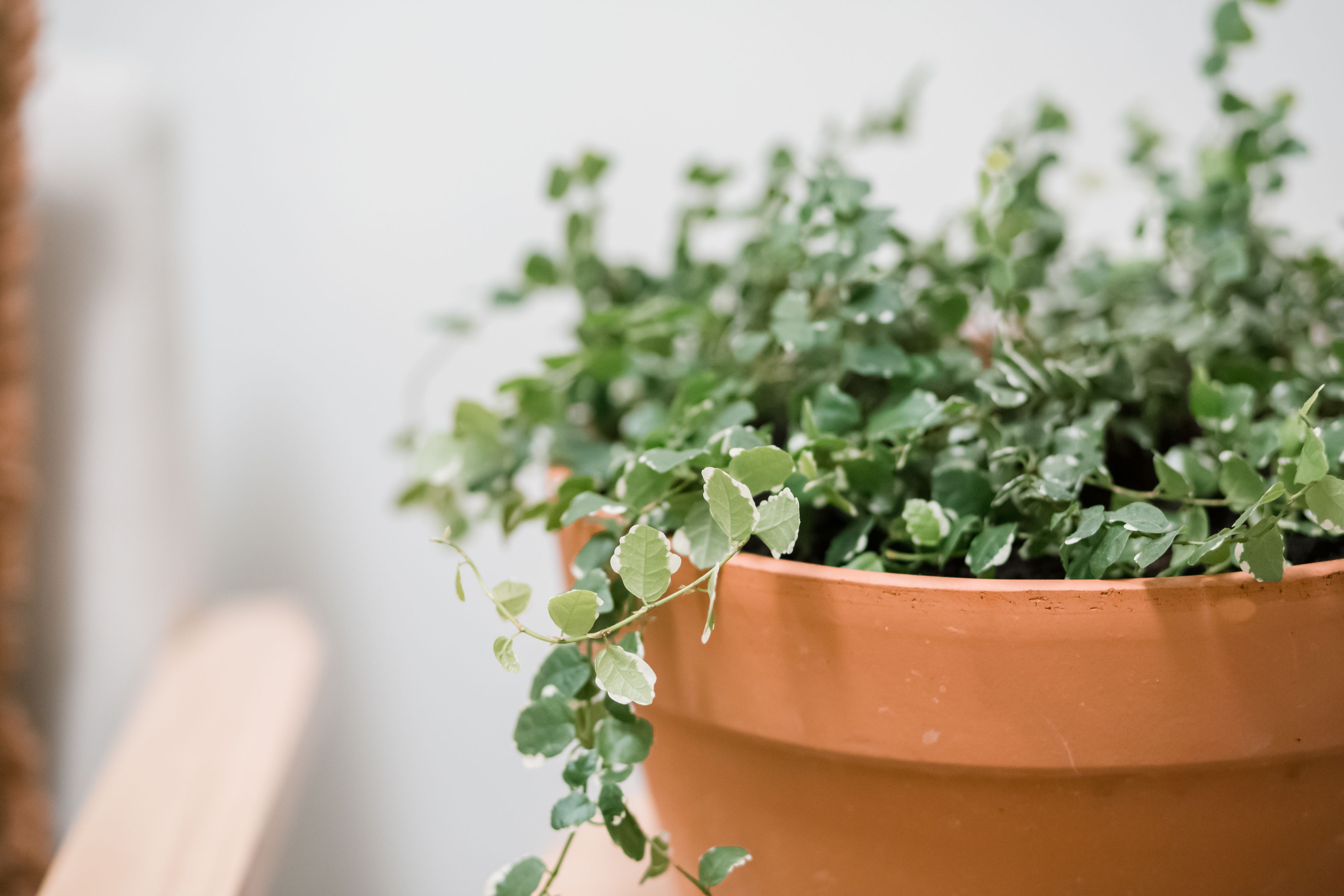 house plants sunlight