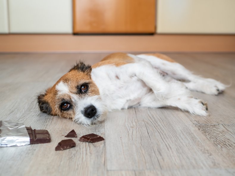 Chocolate dog