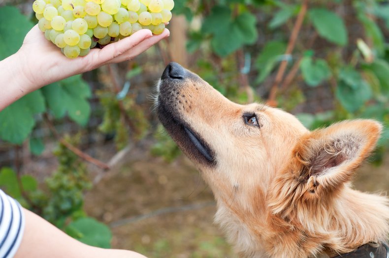 Grapes, raisins, currants and sultanas