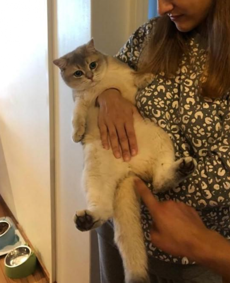 Cat optical illusion