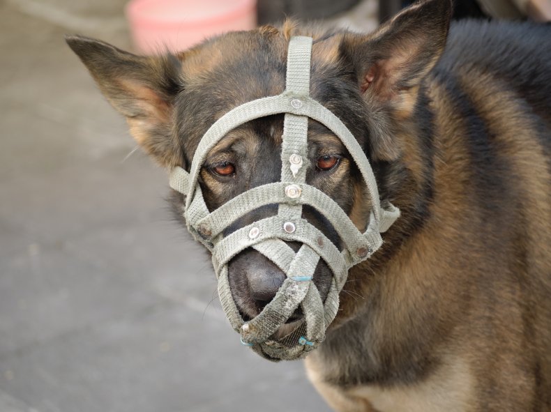 A dog wearing a muzzle.