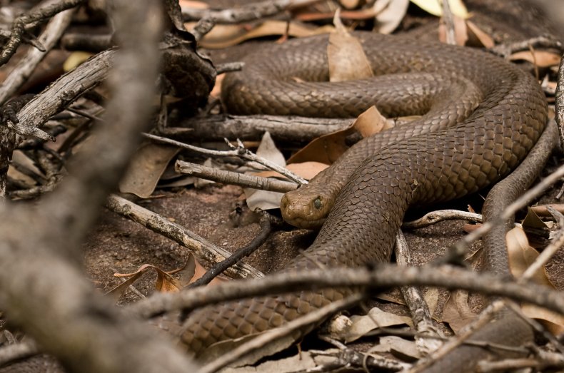 Eastern Brown Snake