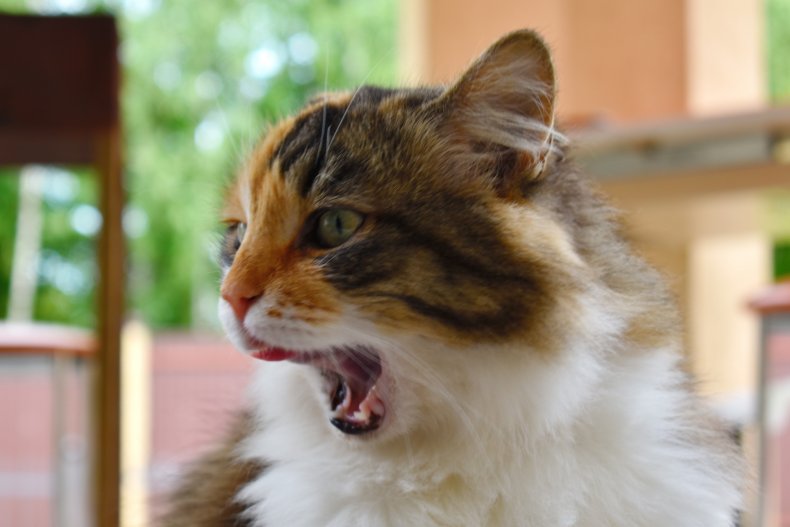 File photo of a cat.