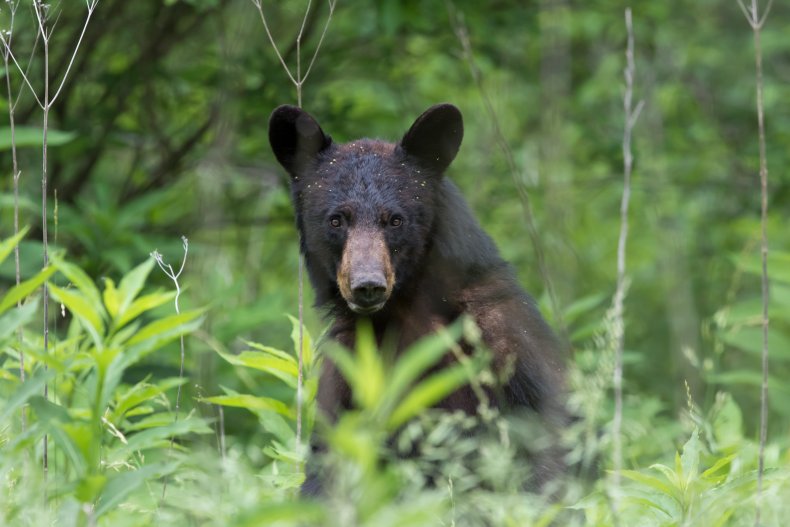 A black bear