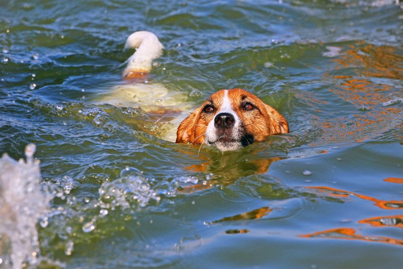 A dog swimming in the sea.