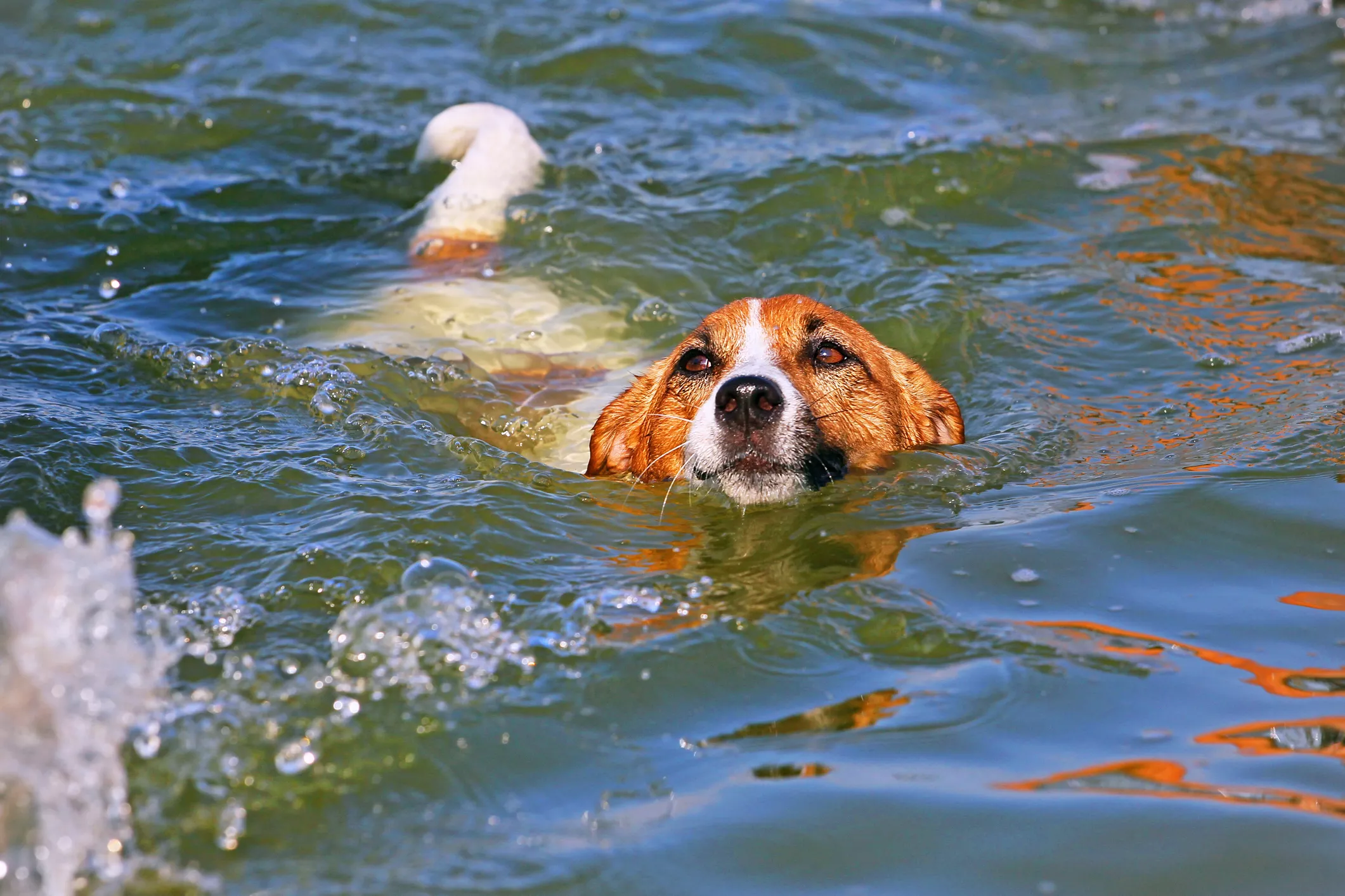 Is It Ok For Dogs To Swim In The Ocean