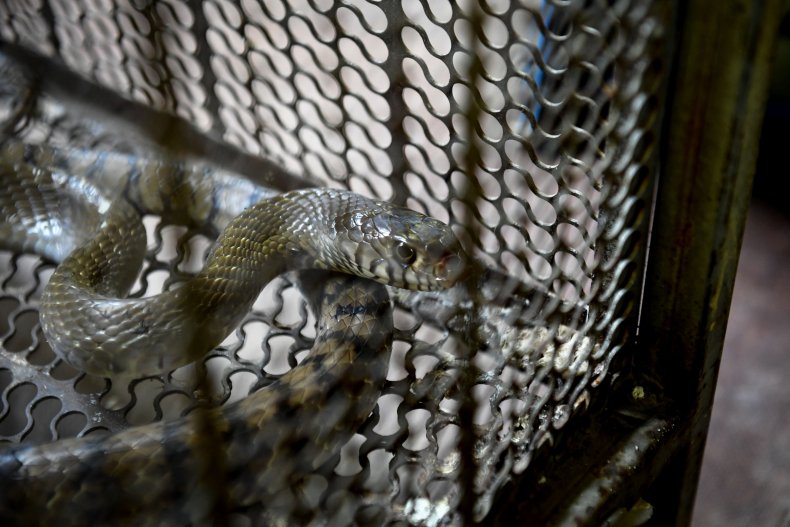 Rat Snake