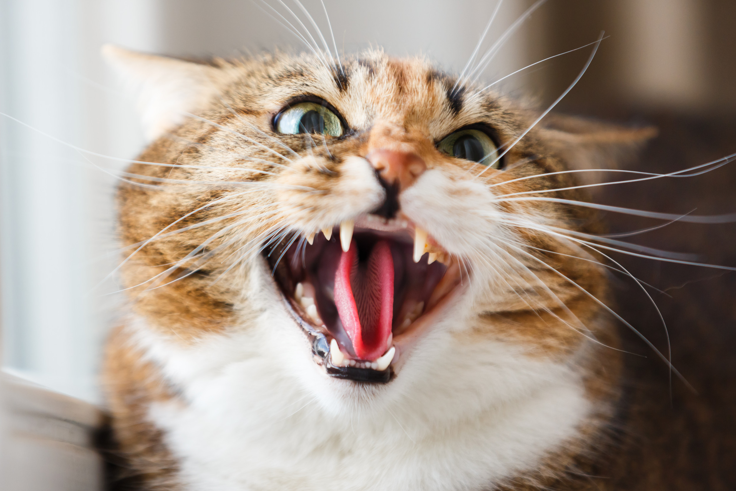 Hissing Cat Face Image & Photo (Free Trial)