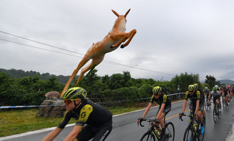 deer jumps bicycles cyclists crash video