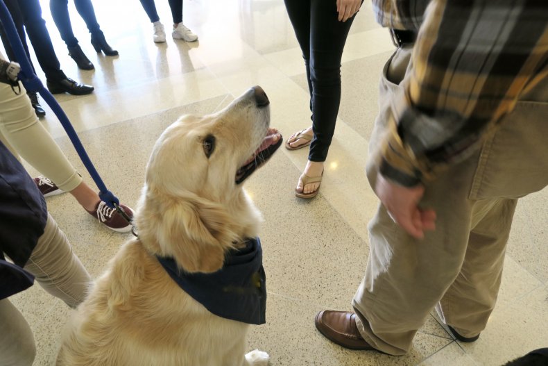 therapy dog with people